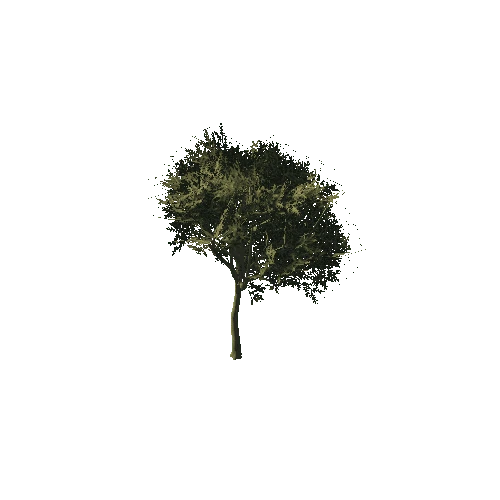 Tree 03
